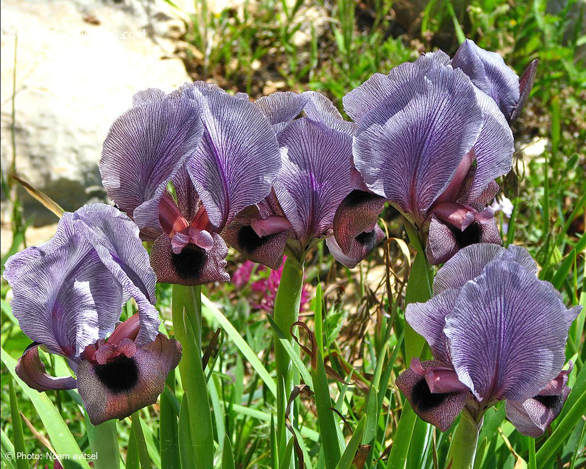 Iris haynei